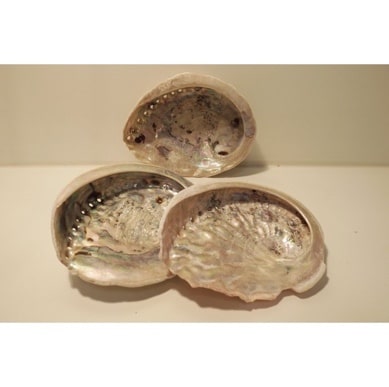 Abalone schelp