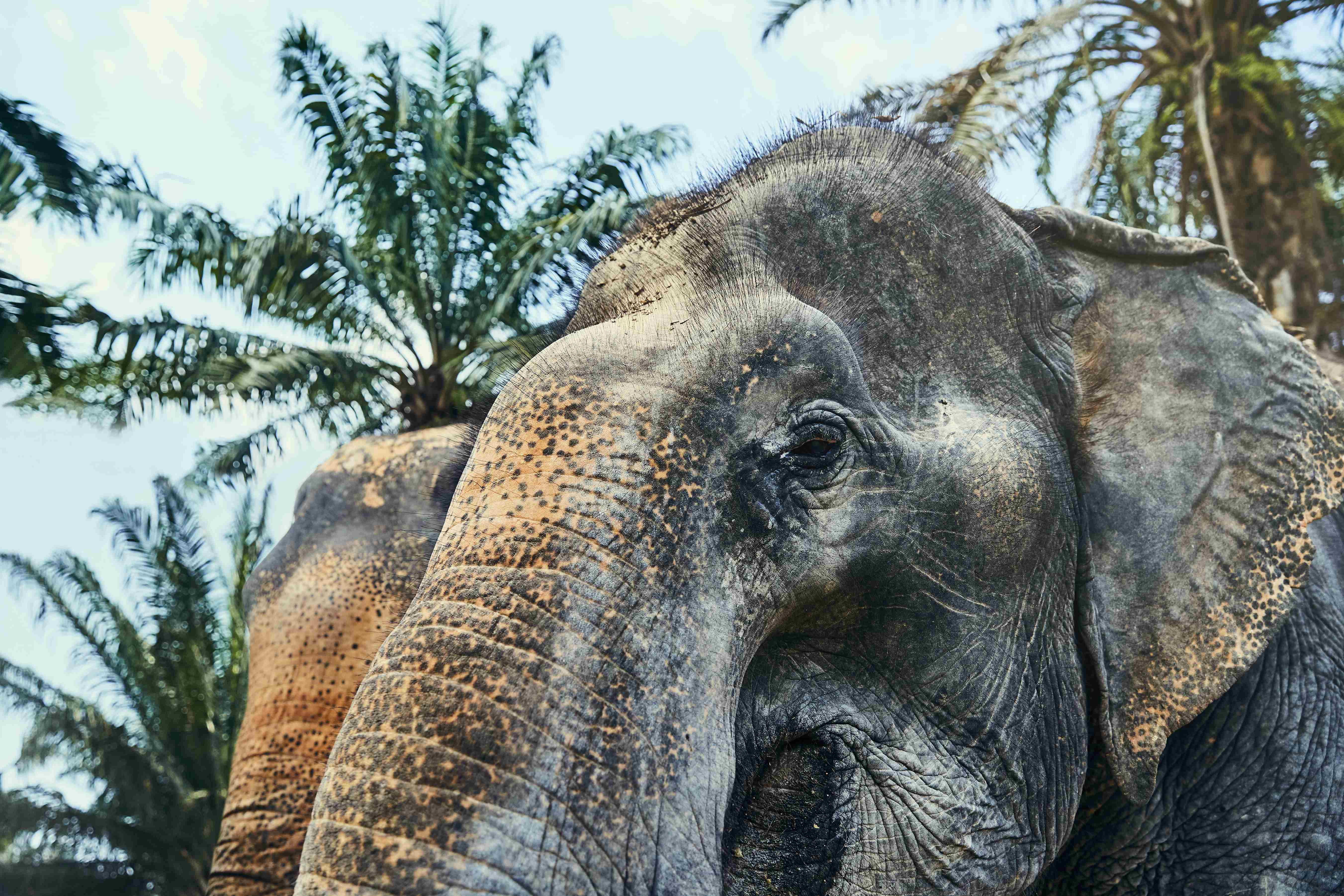 two-large-asian-elephants-standing-in-an-animal-re-2024-09-18-08-51-56-utc_11zon
